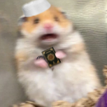 Raf0